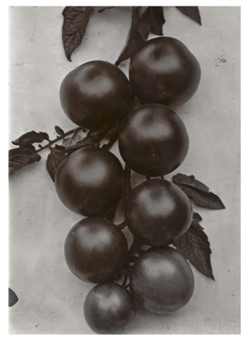 CHARLES JONES