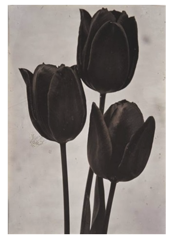 CHARLES JONES