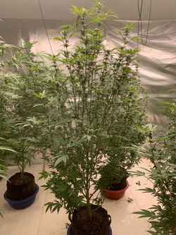 DTD Premium Soil mix
