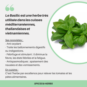 [S P I C E S  &  H E R B S] - Le basilic