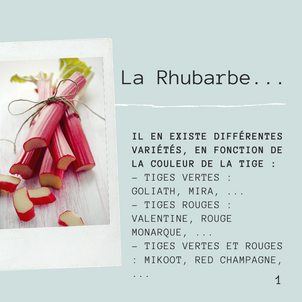 [F O C U S   D A Y] - La Rhubarbe