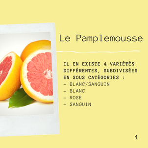 [F O C U S  D A Y] - Le Pamplemousse