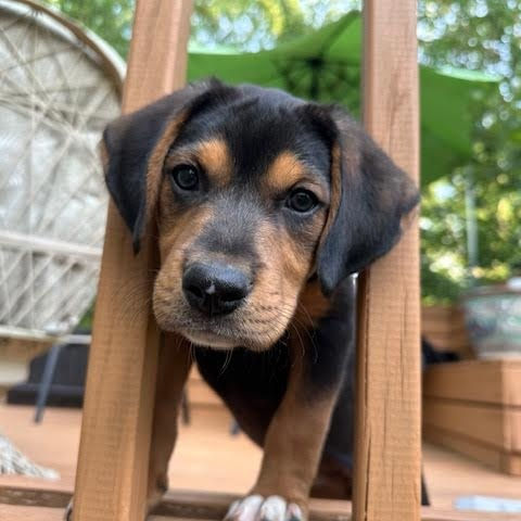 Adoptable Animals | Sanctuary Rescue