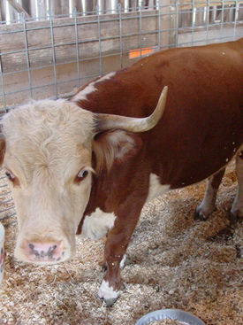 Animal Barn Cow