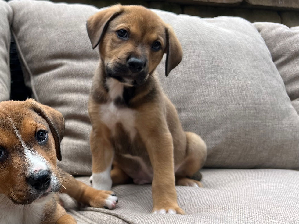 Adoptable Animals | Sanctuary Rescue