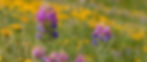 wyoming wildflowers landscape_edited.jpg
