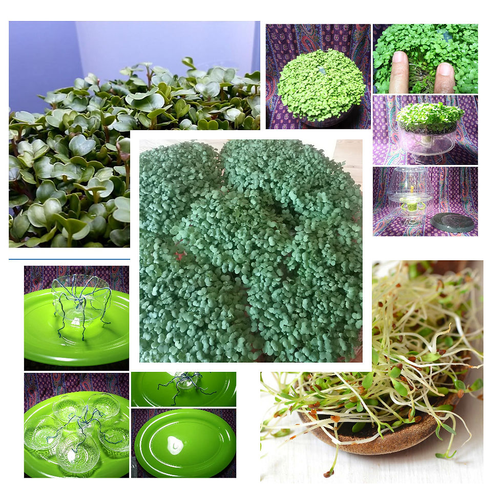 Micro-Gardening Basics
