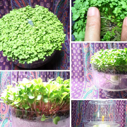 microgreens growing in DIY designer wicking device