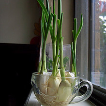 Garlic-Sprouts.jpg