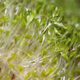 Cress will grow to to the baby salad stage. Cress is a mucilaginous seed. Experimenting with crops may prove beneficial.