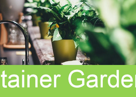 A Vegetable Garden Inside