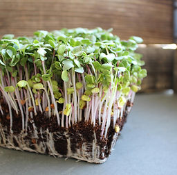 a picture of roots in soil of the mustard microgreens