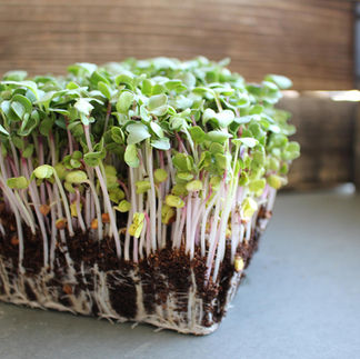 Microgreens in soil