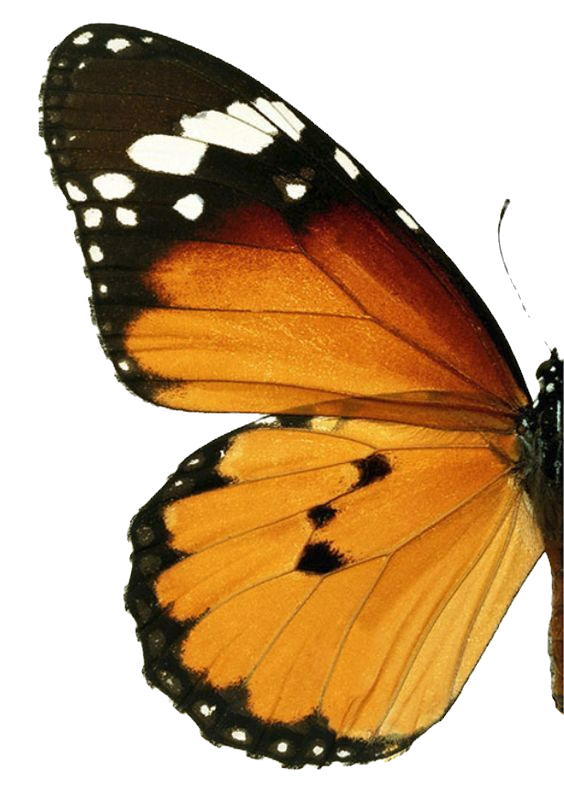 halfButterfly.jpg