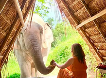 Traveler interacting with a rescued elephant at an ethical elephant sanctuary near Chiang Mai.