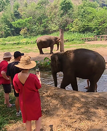 Visitors feeding elephants at an ethical elephant sanctuary in Chiang Mai.