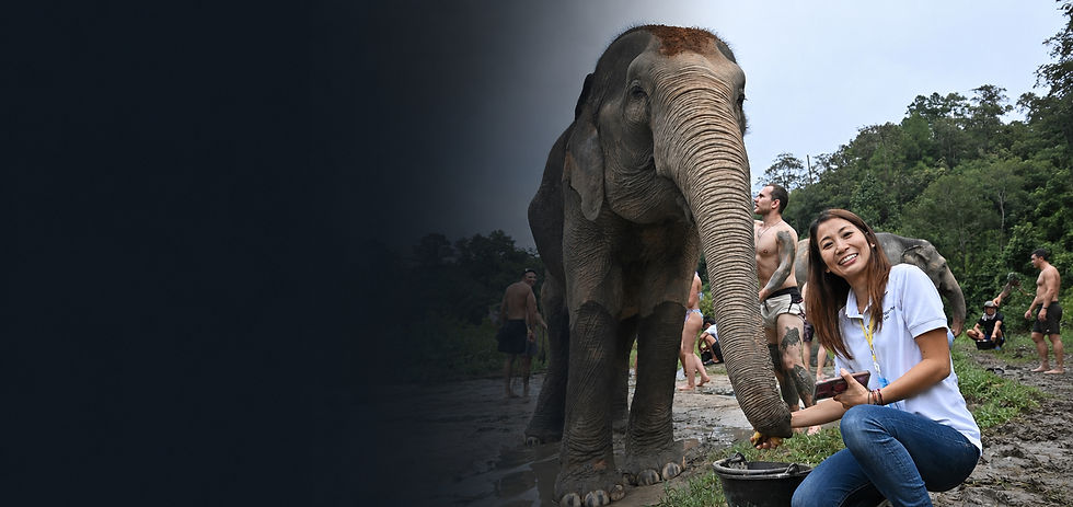 Chay with elephants during an educational elephant experience in Chiang Mai.