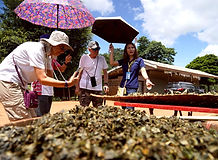 Travelers enjoying a traditional local cooking experience in a Northern Thailand village.