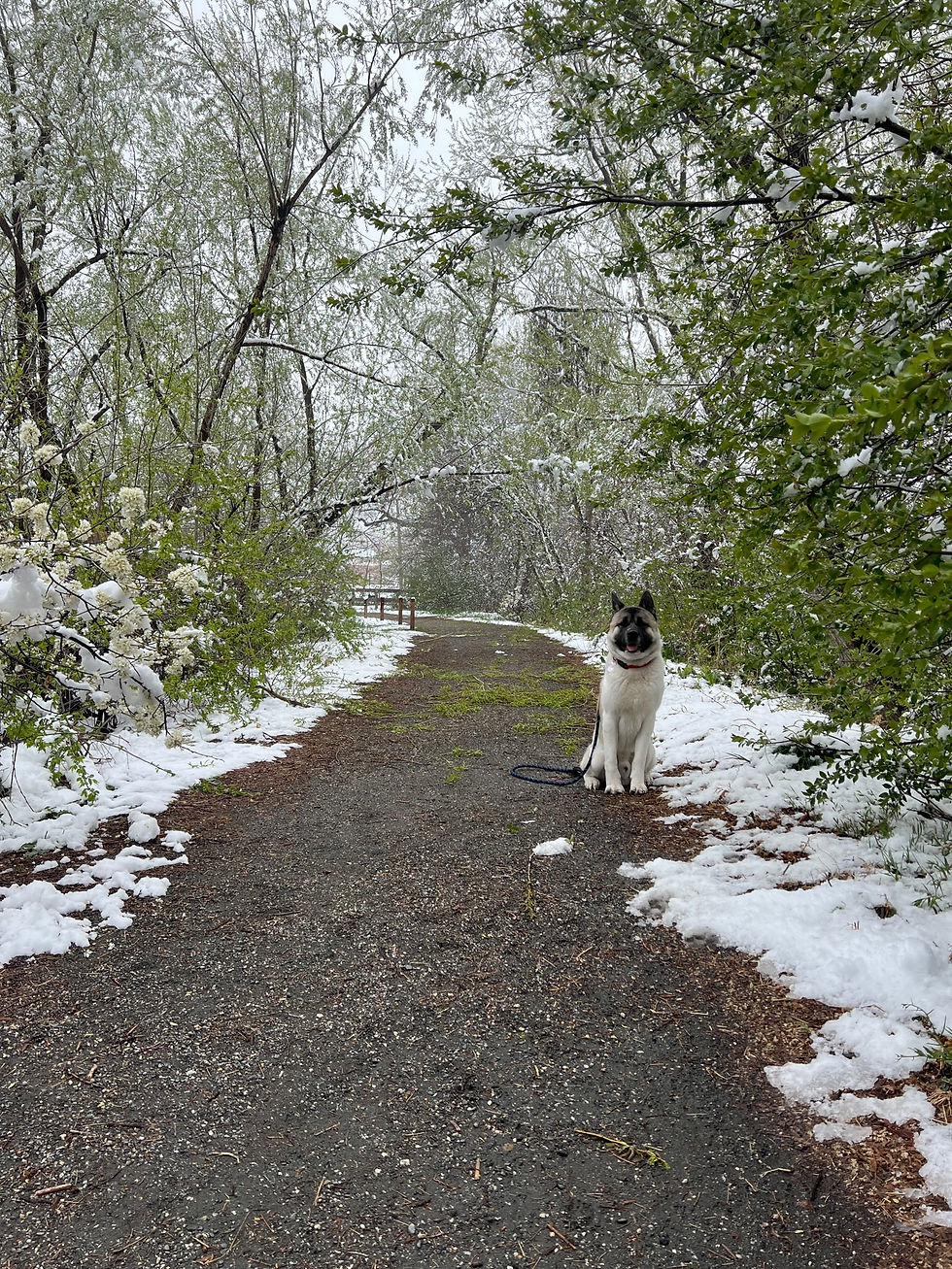 Dozer sitting on a snowy path with his tongue out.