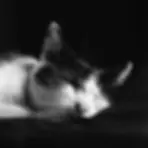 Schlafende Katze