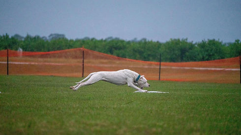 DACA Gamora Coursing 2.jpeg