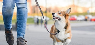 Friendlydog, ungezwungener Dienstag: Training mit Hund