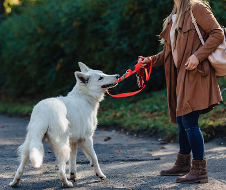 Freitag bis Sonntag 27. - 29. Juni 2025 Das etwas andere Praxis und Theorie Seminar