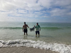 In water holding sheep