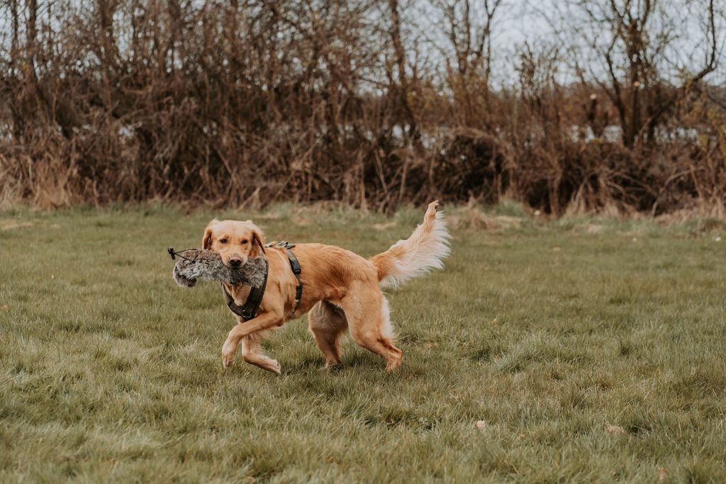 Hund steht in den Startlöschern um zu apportieren.