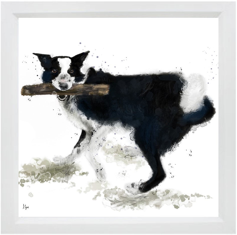 'Sam' The Border Collie