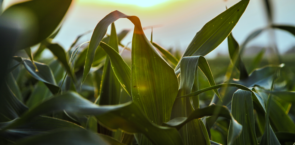 Cornfield At Sunset_edited.png