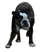 PERSNDJMDND-removebg-preview (1).png