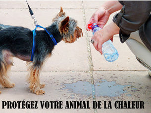 Protégez vos animaux de la chaleur