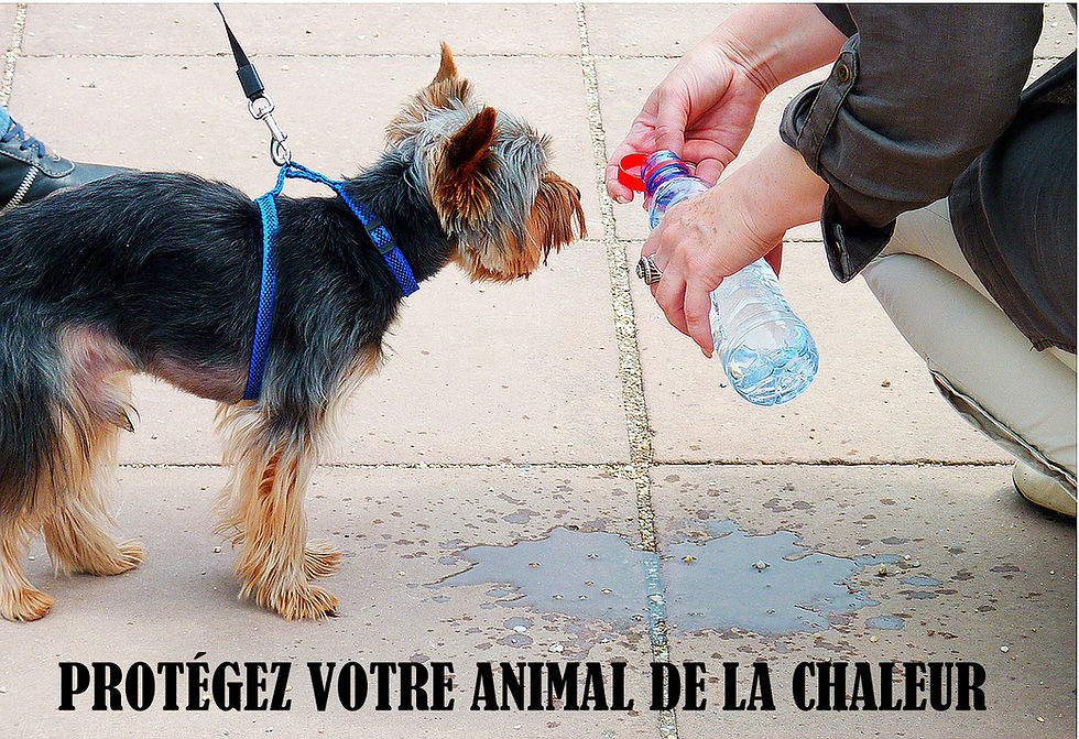 Animal Expert St-Bruno