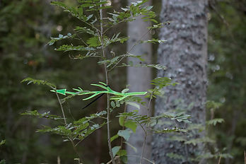 Savvala_922_fotoMadaraGritane.jpg