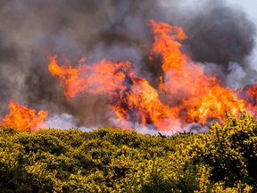 Wildfire warning issued for London as temperatures soar across UK