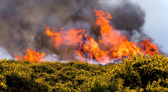 Wildfire warning issued for London as temperatures soar across UK