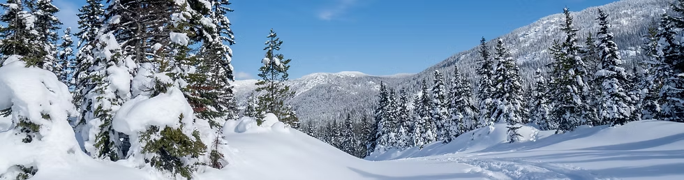 Snow-covered evergreen trees standing in the mountains during winter