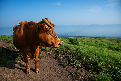 AdobeStock_394182121.jpeg