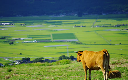 AdobeStock_25629420.jpeg