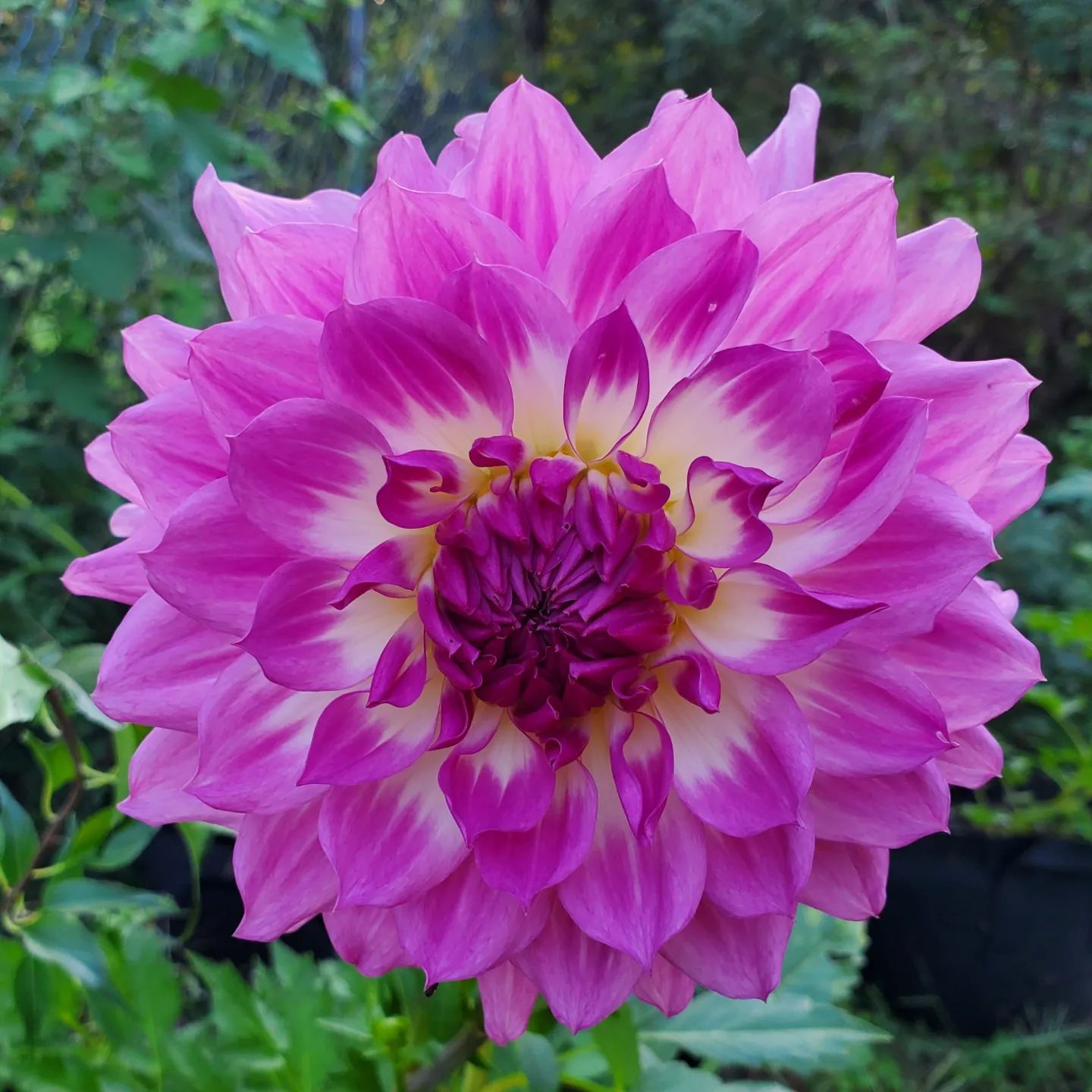 April Dawn