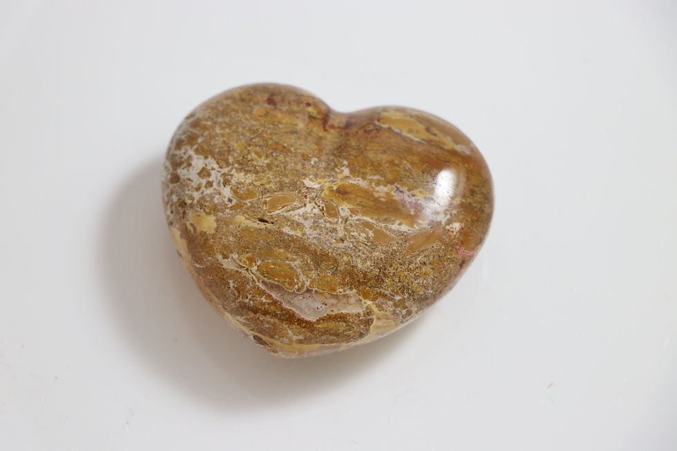 Thumbnail: Petrified Wood