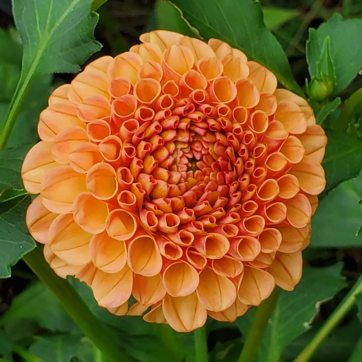 Amber Queen