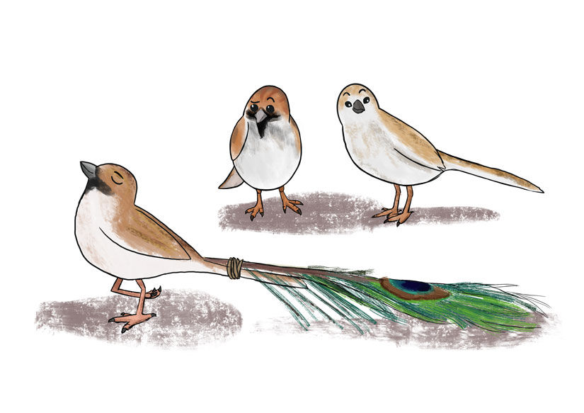 Sparrows