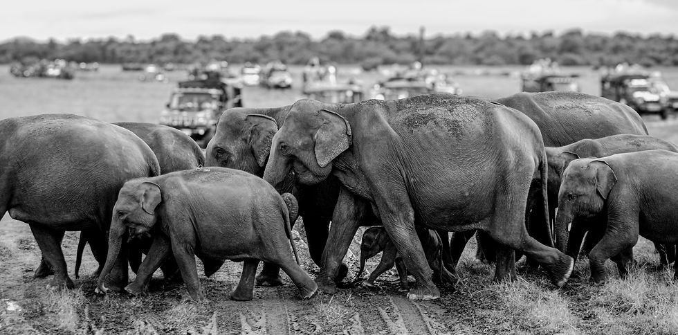 The herd forming a protective cordon around the baby and ushering him back to the safety of the forest - November 2021