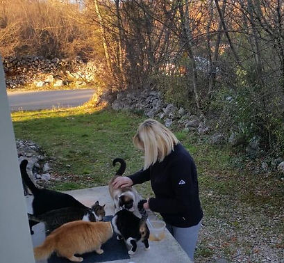 Animal welfare, cats