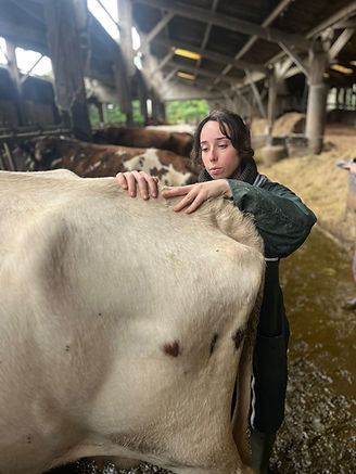 Ostéopathie bovine