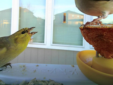 Finch Chatter.jpg