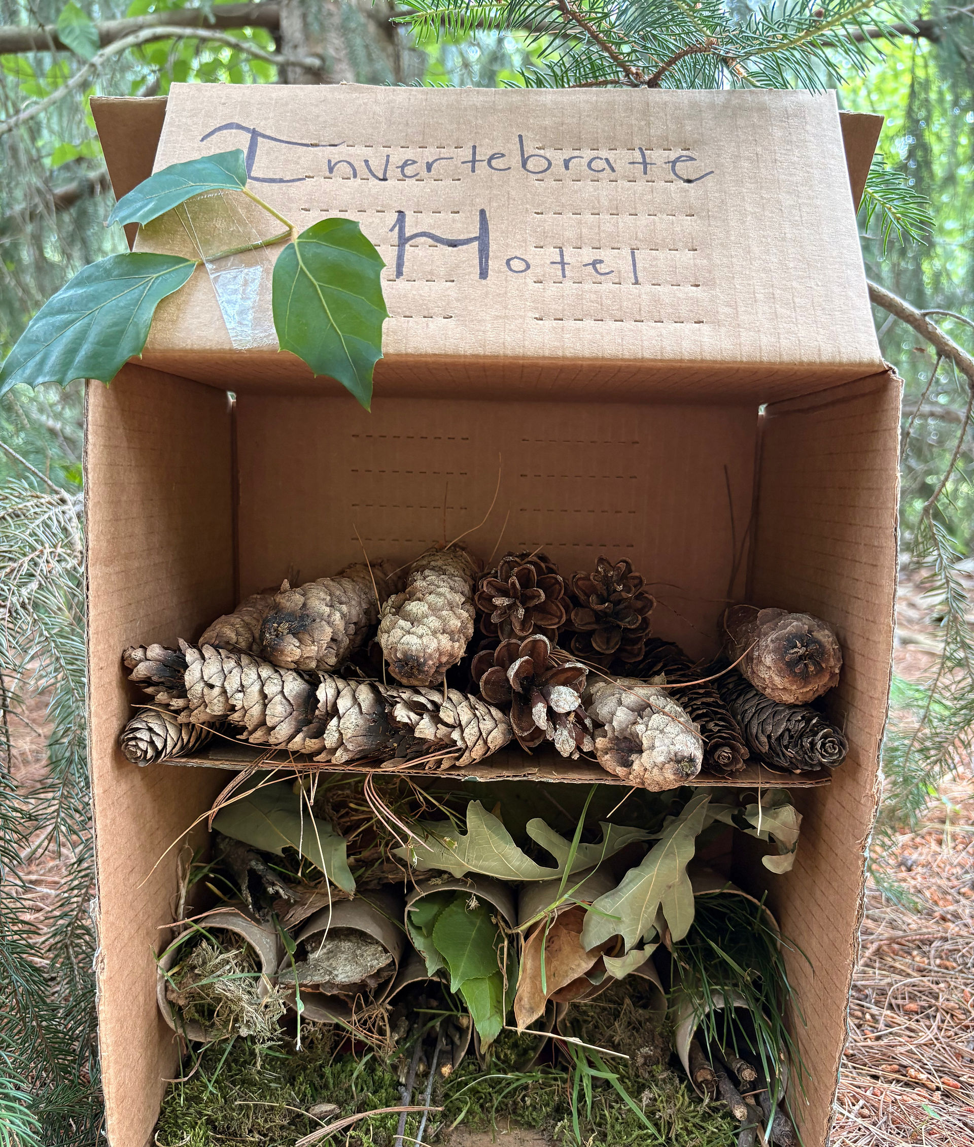 Invertebrate hotel made from a cardboard box
