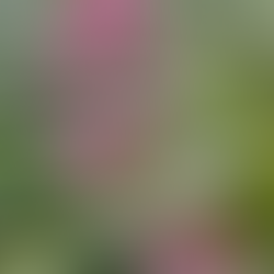 Pink flowers on Alcatraz. 